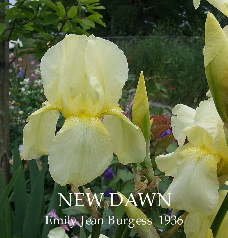 Tall Bearded Heirloom Iris "NEW DAWN" HERITAGE IRISES