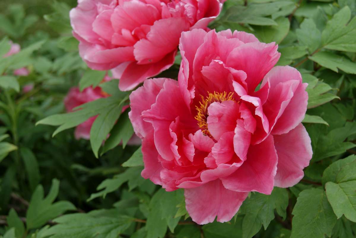 SquareLog Tree Peony