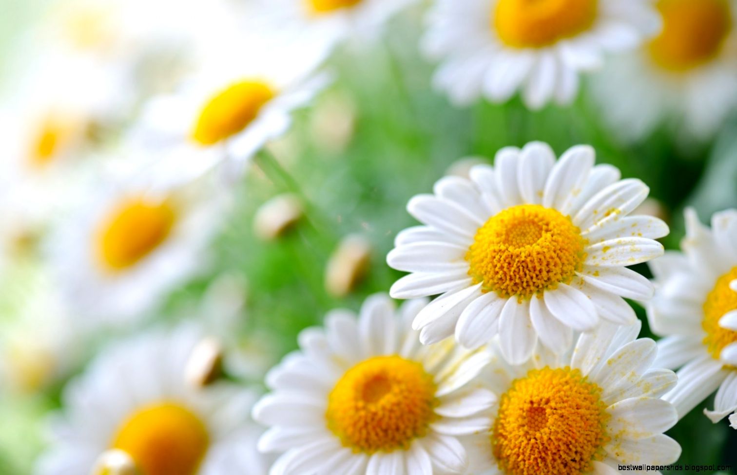 Pretty Chamomile Wallpaper 6806184 Pretty Chamomile Wallpaper 6806184
