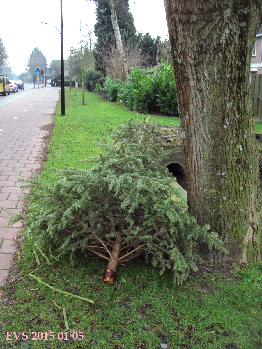 evodammer Kerstboom Voor Kerstmis En Kerstboom Na Kerstmis