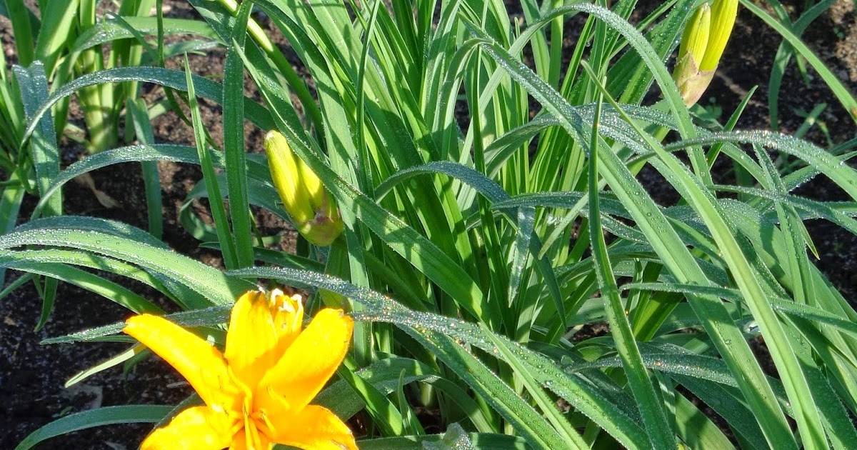 dj's daylilies First Bloom of the Season!!!