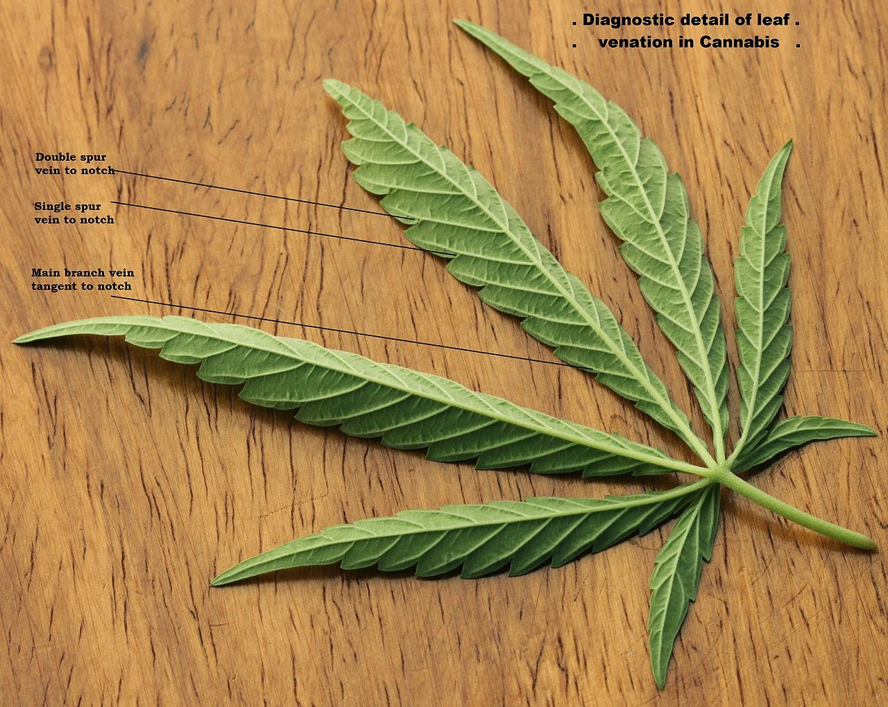 Cannabis leaf, Cannabis Sativa