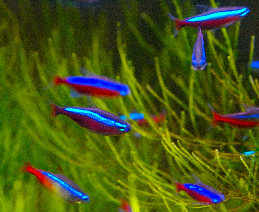 Nion Tetra
