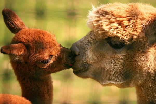 funny animated kissing lips - ONLINE NEWS ICON