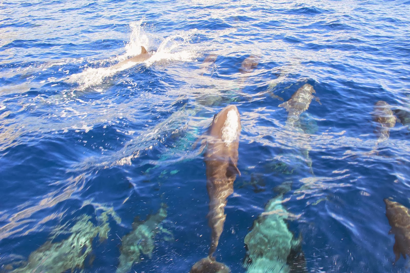 rencontre cetaces guadeloupe