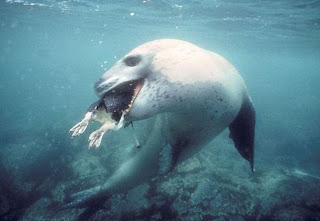 Anjing laut macan tutu