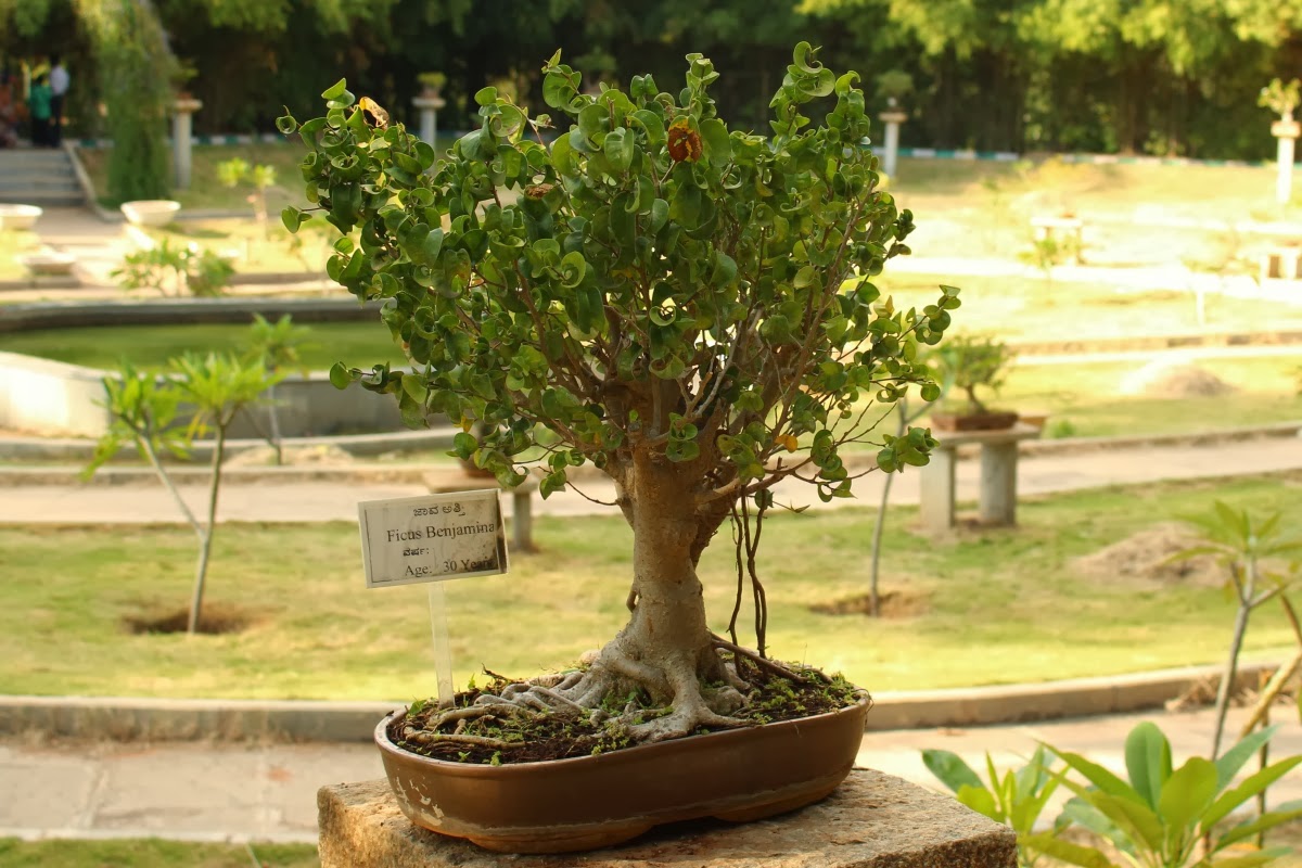 Journeys across Karnataka Bonsai Garden at Lalbagh