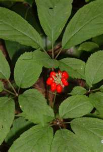 Siberian ginseng