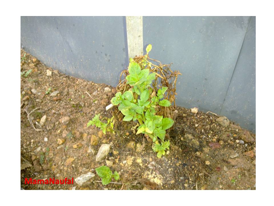 Pokok Ubi Kentang