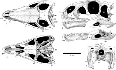 Lamplughsaura skull