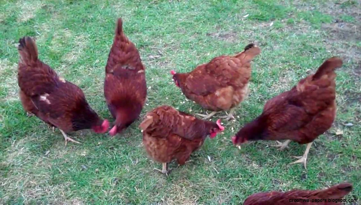 Rhode Island Red Chickens Having a Corn Snack YouTube Rhode Island Red Chickens Having a Corn Snack YouTube