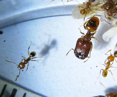 Minor workers and a major worker of Pheidole sp