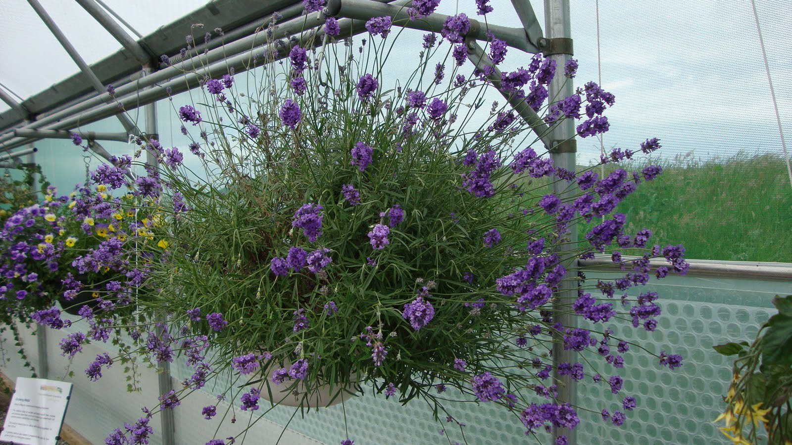 Achiltibuie Garden Hanging baskets