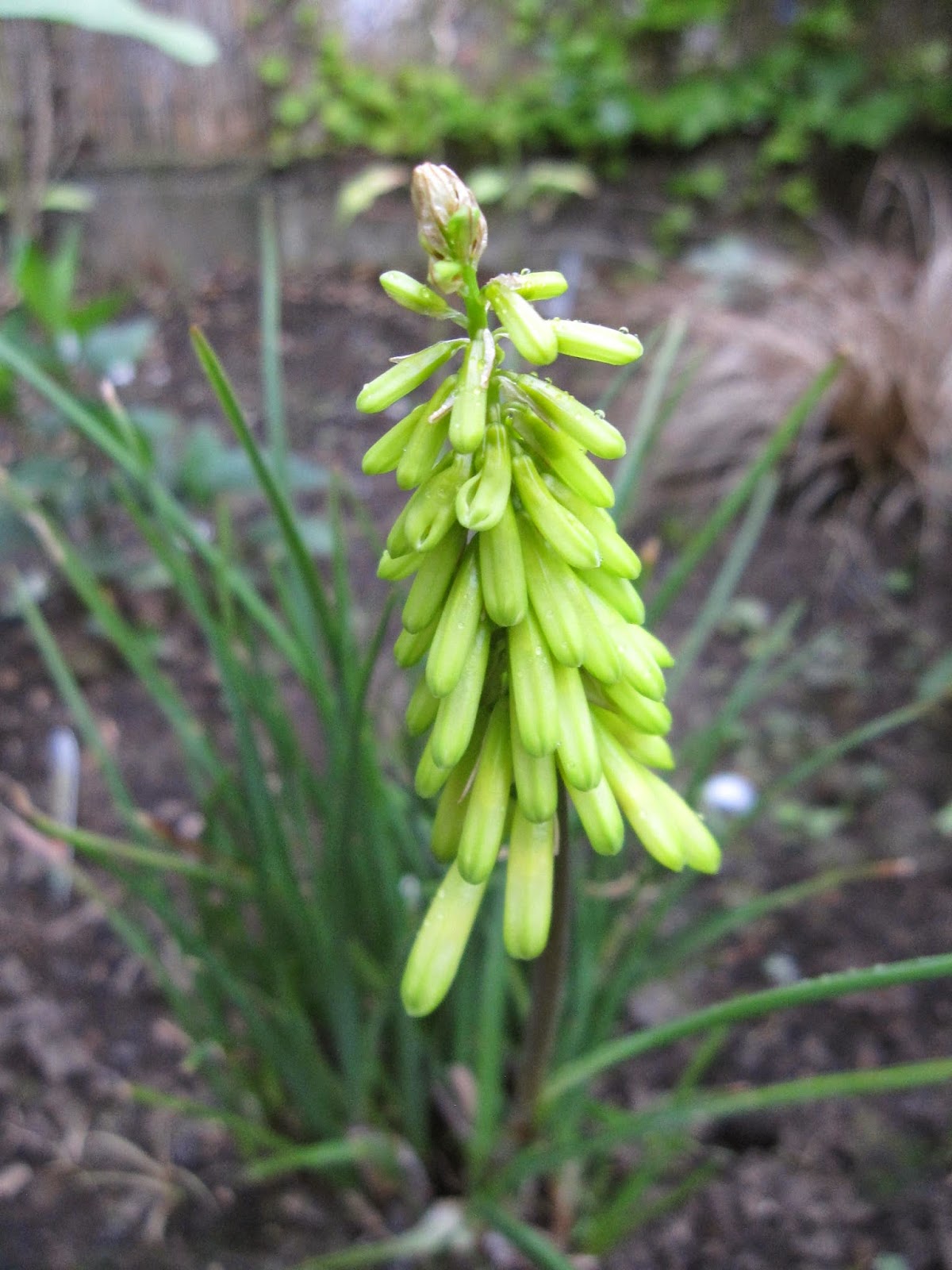 MulchMaid Garden Bloggers' Bloom Day June 2014