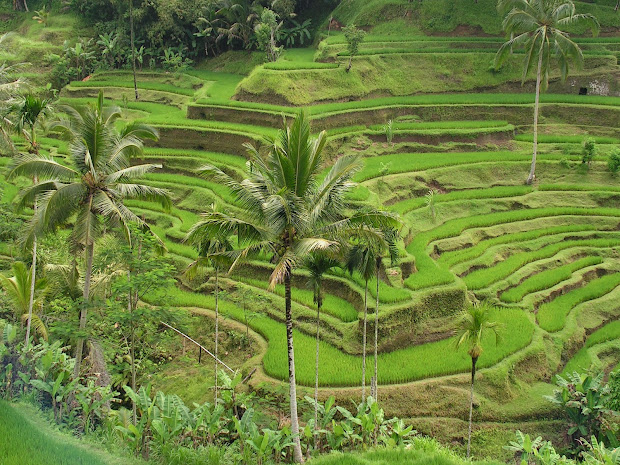 cultural landscape of bali province