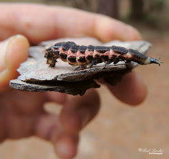 Luciérnaga (larva)