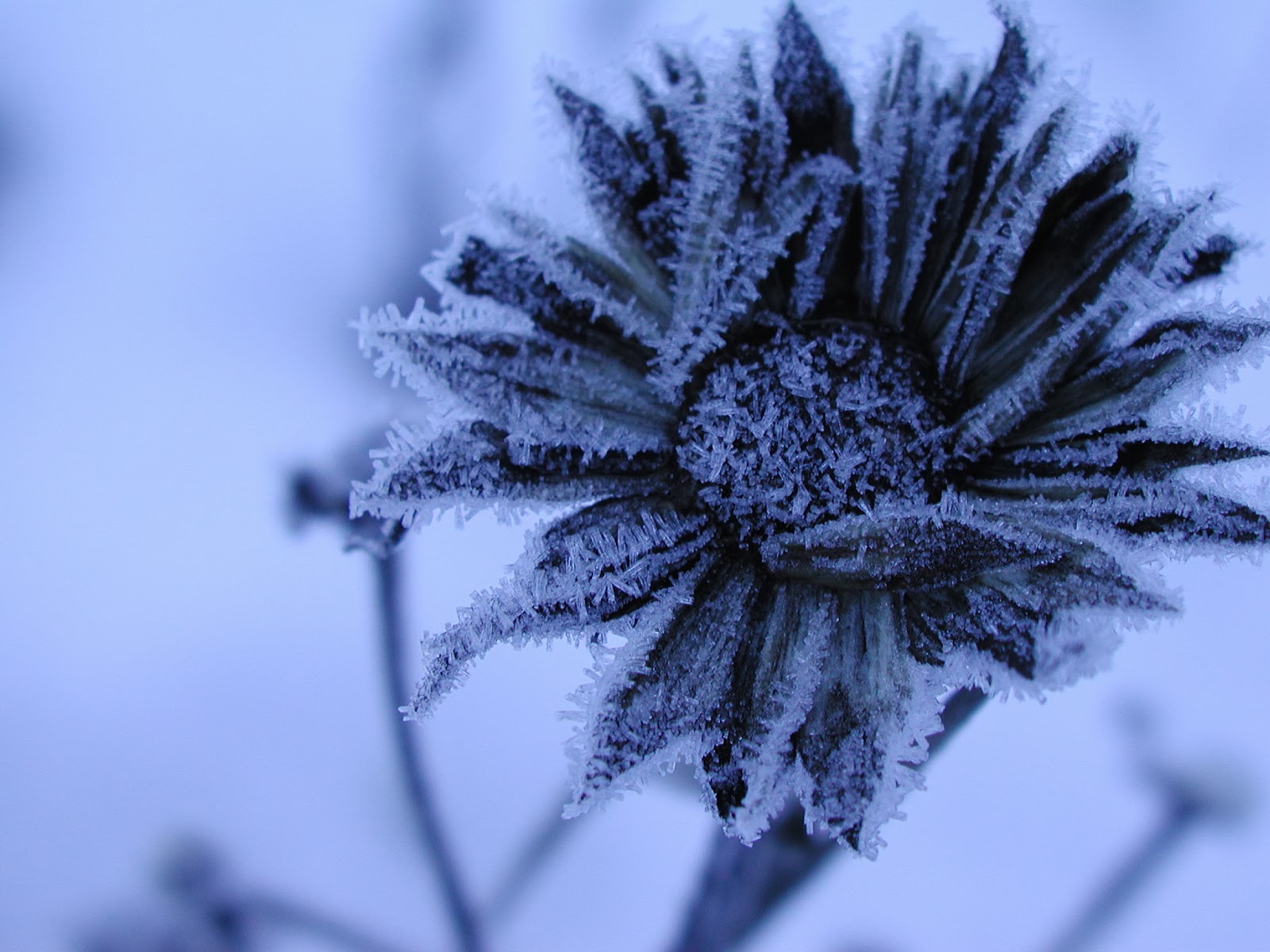 Frost Flowers A Mountain Hearth