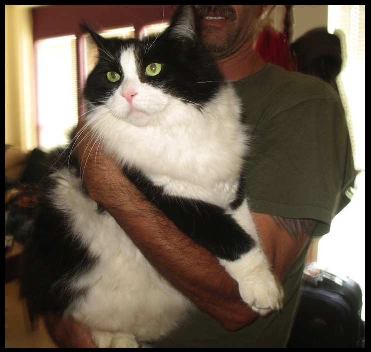 Huge Cat