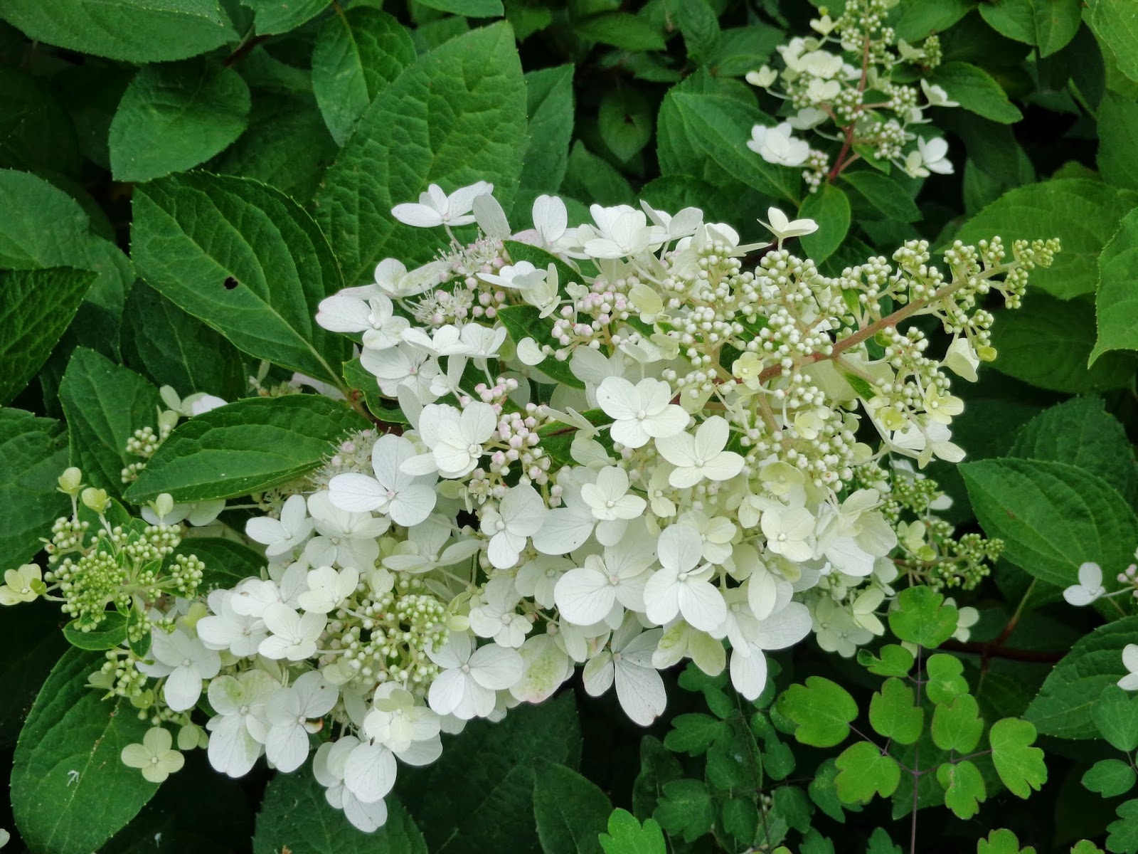 Гортензия метельчатая (Hydrangea paniculata petite flori