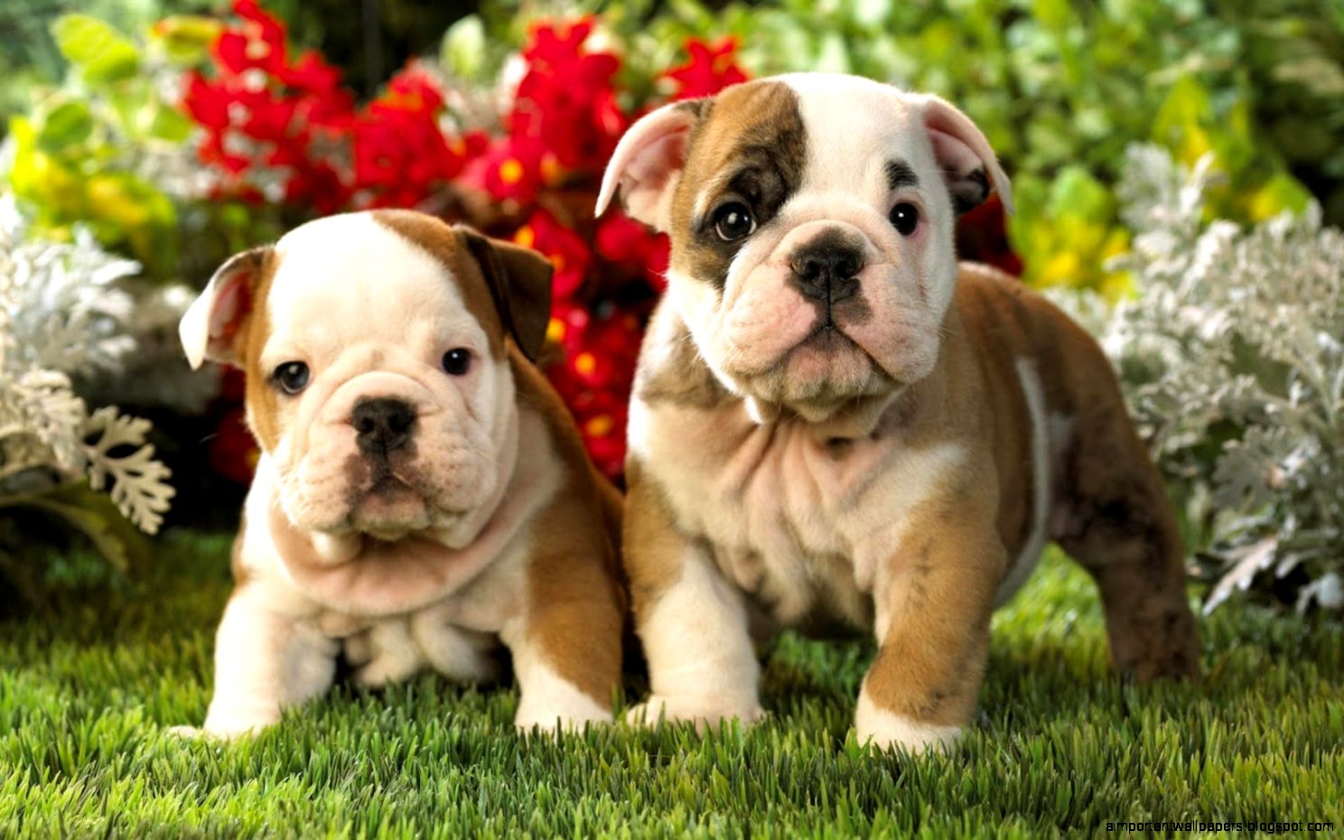 Download Free Bulldog Puppies Wallpaper The Quotes Land Download Free Bulldog Puppies Wallpaper The Quotes Land