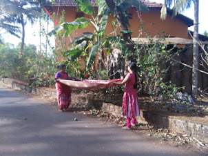 Collecting the plucked mangoes in a cloth sheet to prevent damage.
