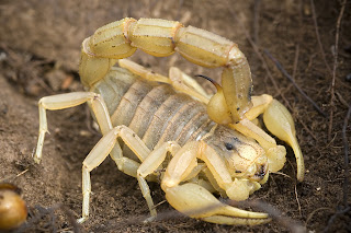 Para ampliar Buthus occitanus (Escorpión, alacrán) hacer clic