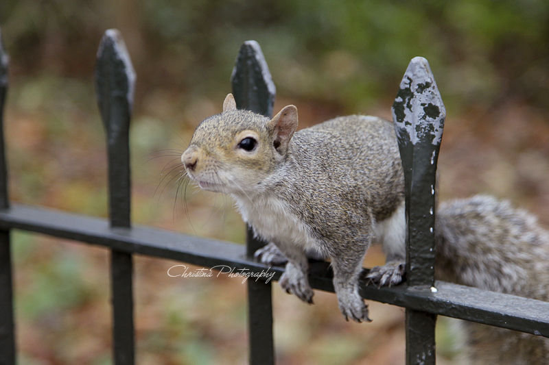 Squirrel, LONDON