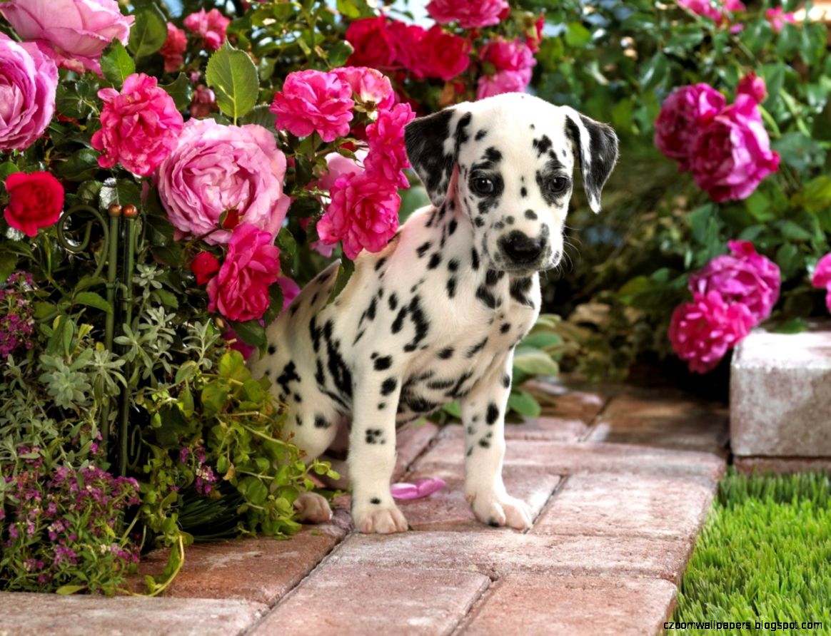 Dalmatian Dog HD Wallpapers Pet Dog Dalmatian Desktop Wallpaper Dalmatian Dog HD Wallpapers Pet Dog Dalmatian Desktop Wallpaper