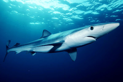 blue-shark.jpg