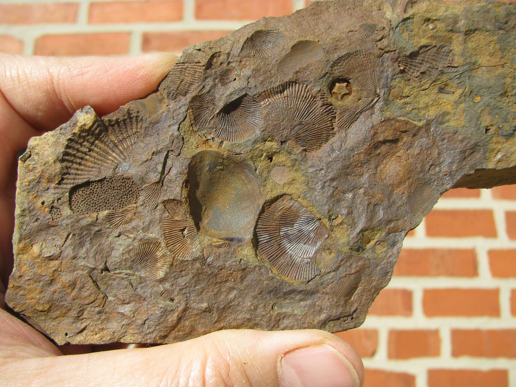 Views of the Mahantango Hash plate from the Mahantango formation of