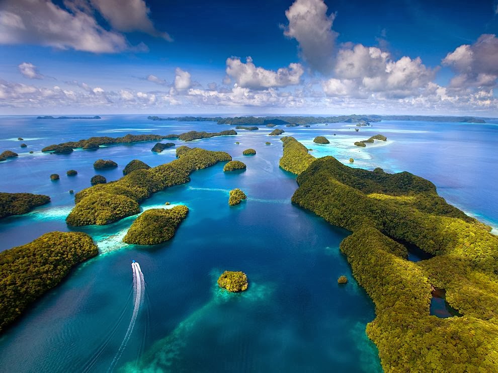 The Best Shark Dive in the World! Palau Marine Sanctuary!