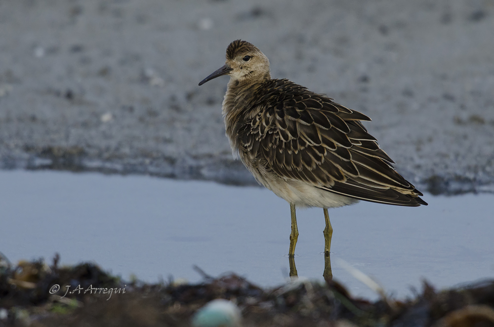 Combatiente, Philomachus pugnax, Ruff Combatiente, Philomachus pugnax, Ruff