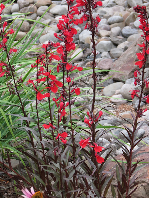 Garden View Berberis Thunbergii Crimson Pygmy Barberry Japanese