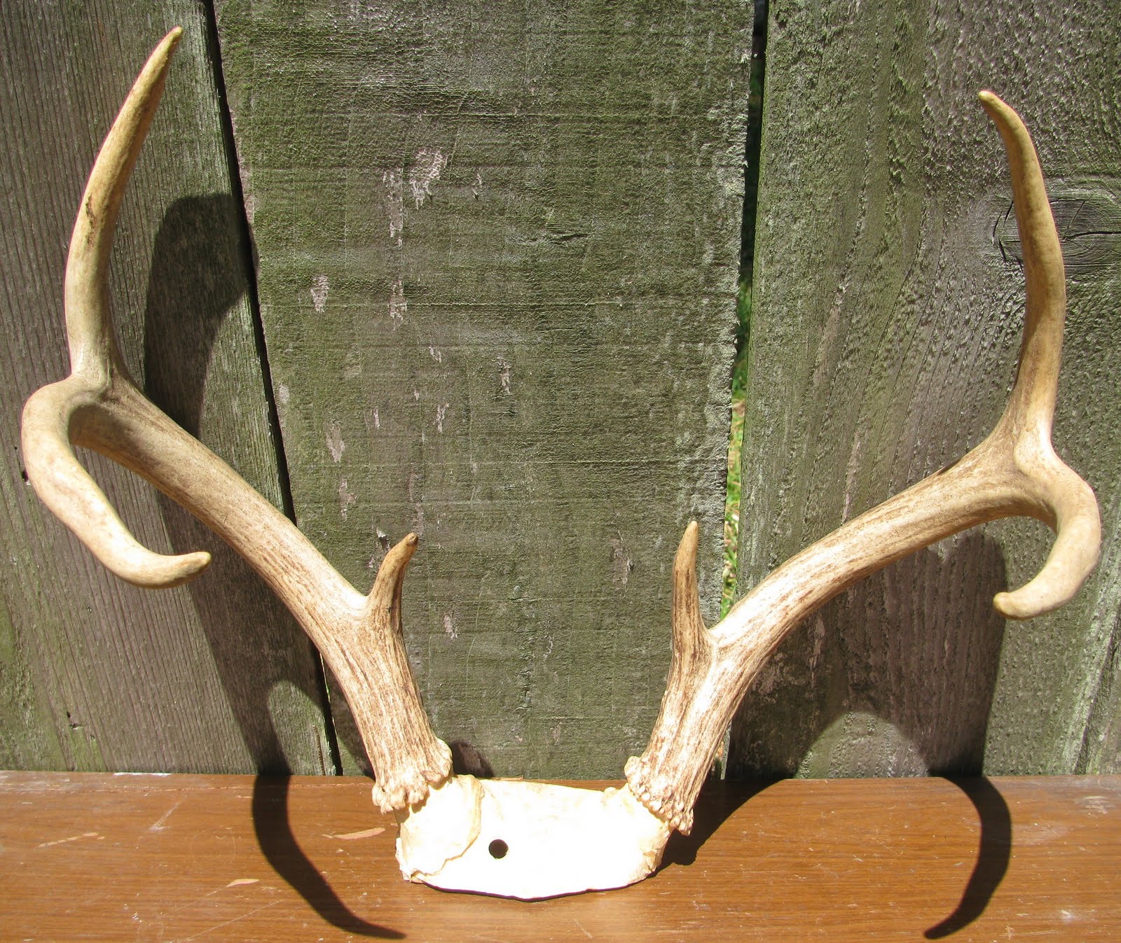 Estate Sale Services 409.750.3688 Roland Dressler Deer Antlers 6 point