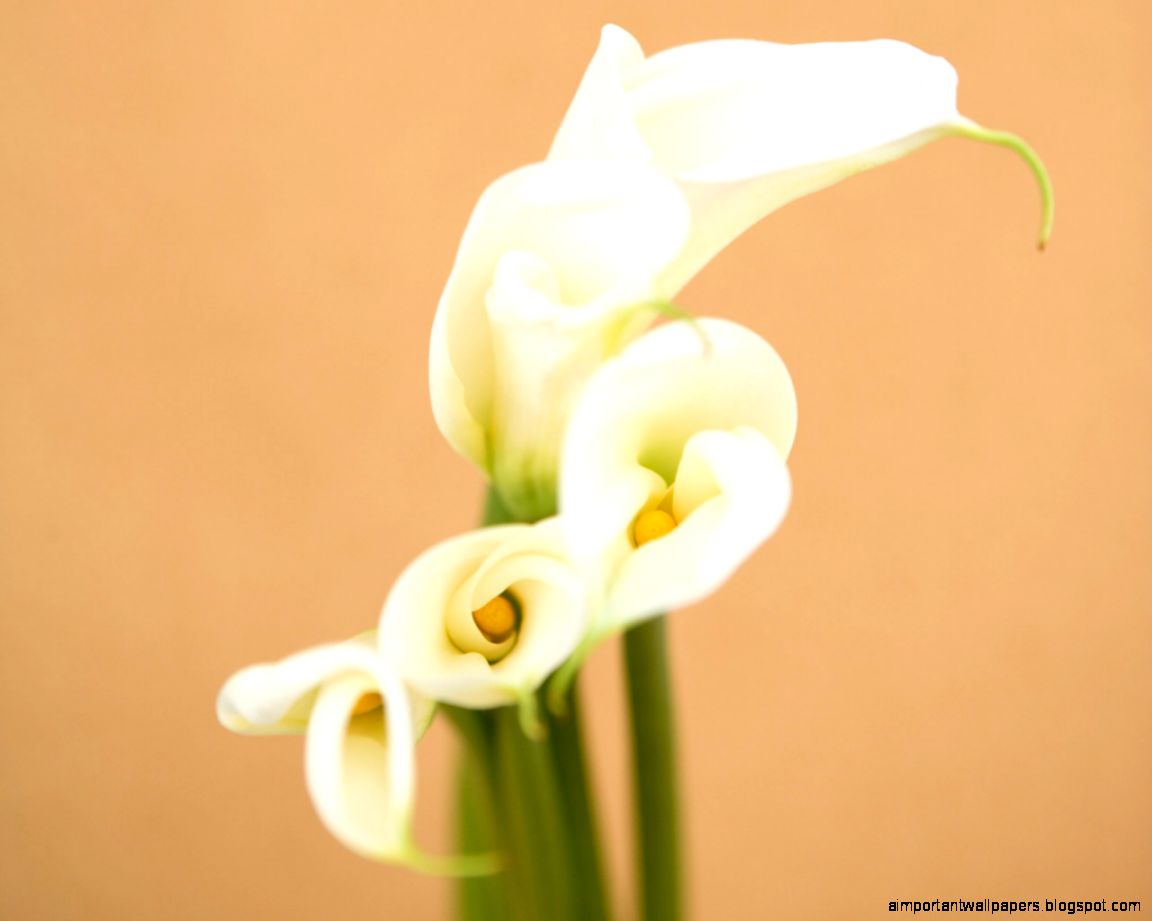 Cute Calla Flower HD Wallpapers Cute Calla Flower HD Wallpapers
