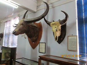 Have you seen ""Indian Wild Buffalo horns" this large ?