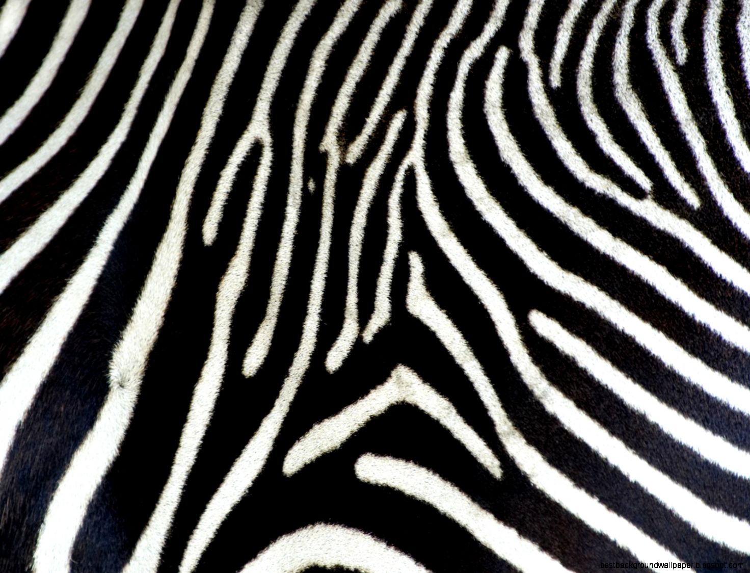 Zebra Animal Print Zebra Animal Print