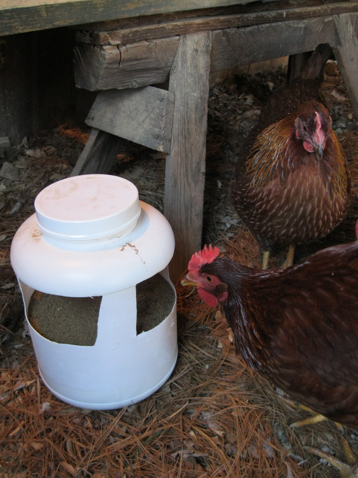 AMY'S HARVEST Lettuce Update and DIY Cheap Grit Station for Chickens
