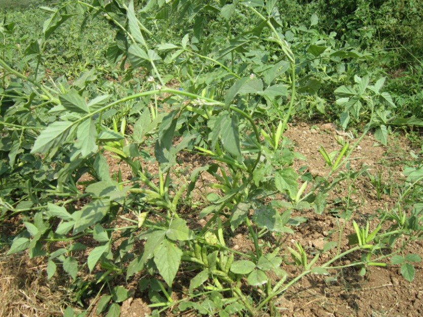 GUAR GUM INFORMATION AND GUAR GUM CULTIVATION IN INDIA GUAR GUM INFORMATION AND GUAR GUM CULTIVATION IN INDIA