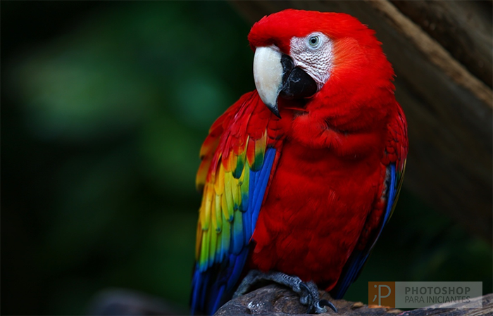 Logo Marca D'Água Aplicada com Sucesso Logo Marca D'Água Aplicada com Sucesso