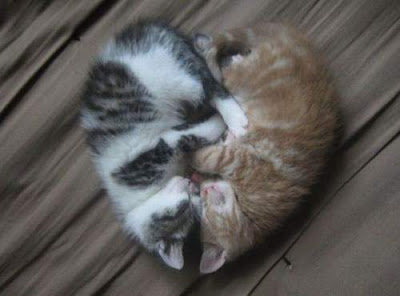 Gambar-gambar Binatang Lucu Gambar-gambar Binatang Lucu