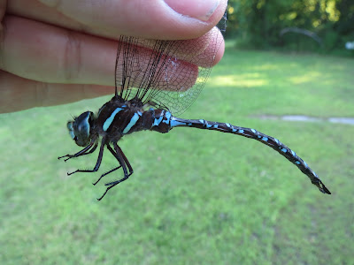Black-tipped Darner - Staff House, Murphys Point Provincial Park, ON