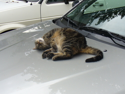 Nice Old Spice Cat Prints On My Car