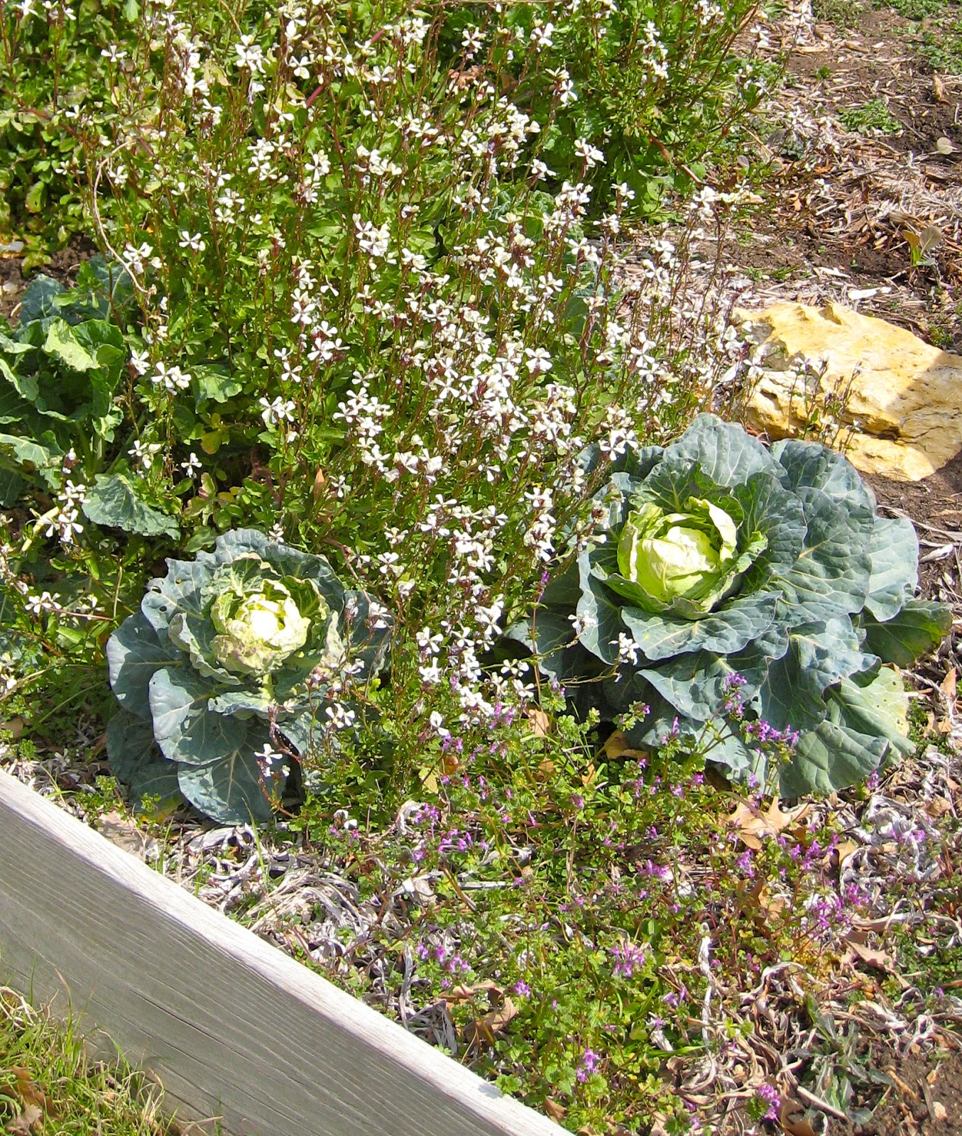 Texas Urban Homestead Beneficial Insect Success!