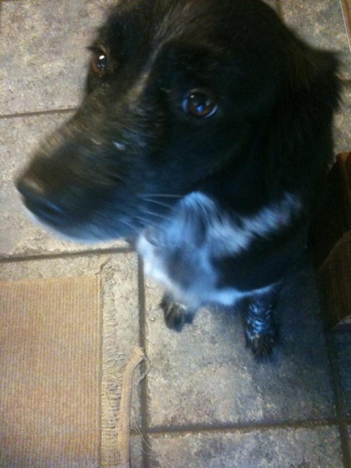 Dog With Cancer Wandering Around House Dog With Cancer Wandering Around House