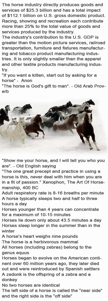 Fun horse facts for kids