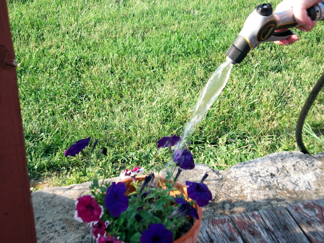 gardening, south, container, flowers, petunia's