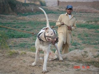 Bully-Kutta.jpg