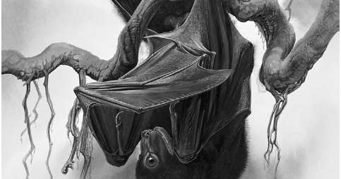 Species New to Science [Mammalogy • 2005] Pteralopex flanneryi