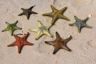 Bassa marea sulla spiaggia di Kiwengwa - foto tratte da Veraclub Zanzibar Village